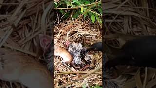 Greater coucal bird tries to bite a mouse in the nest [upl. by Ydnam]