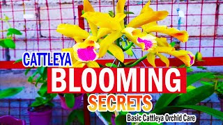 SECRETS on BLOOMING CATTLEYA  Cattleya Orchid Care [upl. by Iggem822]