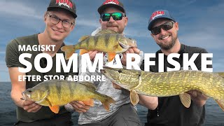 Magiskt sommarfiske efter stor Abborre  Sportfiskeprylarse [upl. by Cinimmod]