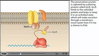 Sec dependent protein Secretion Animation [upl. by Godred]