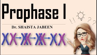 Prophase 1 Stages I Leptotene Zygotene Pachytene Diplotene Diakinesis I Meiosis1 I Recombination [upl. by Ergener]