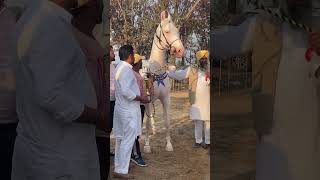 Strong body structure and big size nukra colt PATHAN 69 inch sire champions of champion🏆 SHAKTI🏆 [upl. by Nell191]