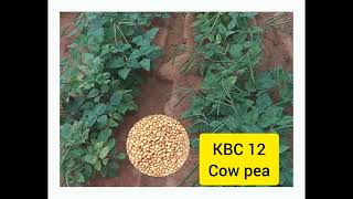 New crop varieties by UAS Bangalore [upl. by Goldwin304]