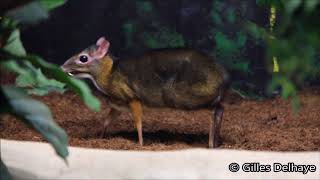 Slanke loris amp Javaanse kantjil  Slender loris amp Java mousedeer  ZOO Antwerpen [upl. by Lugo687]