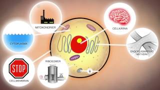 Celler och levande organismer NO [upl. by Lynnell]