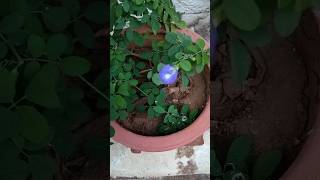 Aparajita plant flowersamp fruitsGrowing Aparajita from seedCareSeed Harvestingshort videosShorts [upl. by Awjan362]