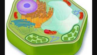 Plant Cell Science Project [upl. by Katzen217]