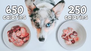 Raw Food Meal Sizing For Dogs Explained [upl. by Richlad]