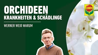 Orchideen  Krankheiten und Schädlinge erkennen [upl. by Booker213]