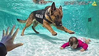 When Police Dogs Save Lives [upl. by Bauer]