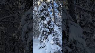 Snowshoeing in Jukkasjärvi Sweden [upl. by Aekahs]