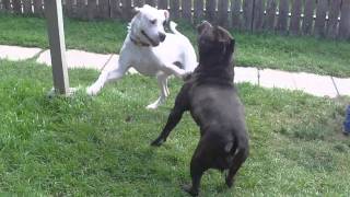 Dogo Argentino playfights American Bully [upl. by Ekyt]