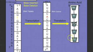 Introduction to Protein Synthesis [upl. by Llewkcor]