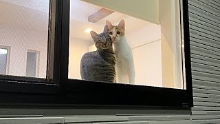 実家から帰ろうとしたら子猫たちが寂しくてリビングの窓でこうなっちゃってました… [upl. by Desma398]