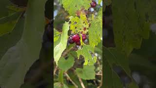 scuppernongwild grapes Muscadine whateverjust give me a ride home in 28 days from now 🍷🍷🍷🍷 [upl. by Halueb678]