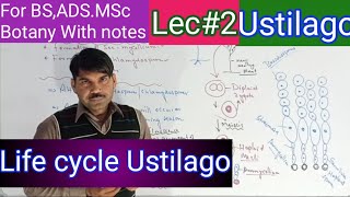 life cycle of Ustilago 1 [upl. by Hymie]