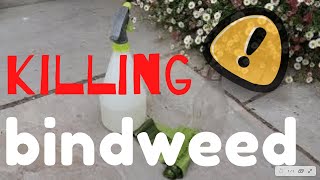 Killing BINDWEED  The SIMPLE way bindweed [upl. by Aliel]