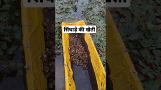 Singhade ki kheti trending travel shortsviral shorts viral vlog travelvlog viralvideos [upl. by Benjy]