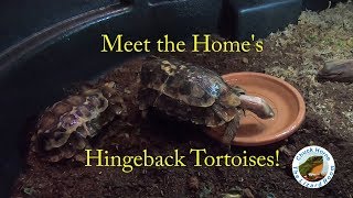 Introducing my Homes Hingeback Tortoises [upl. by Crowell]