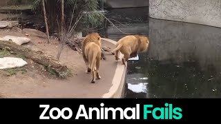 Zoo Bloopers The Funniest Animal Failsquot [upl. by Ztirf23]