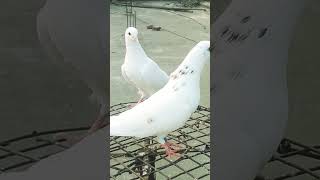 vastav mein khalnayak h ye Rana blood line UP 12 shortsvideo shortvideo pigeon kabutron bird [upl. by Lorianna]