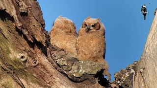 Great Horned Owlets  Birding in Ohio [upl. by Assiral]