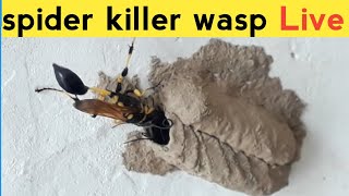 Spider killer wasp watch Live  towardthenature [upl. by Corsetti]