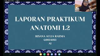 Anatomi Mandibula M Regio Antebrachii dan Articulatio Genu [upl. by Assenar]