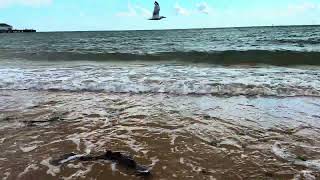 Clactononsea beach August 2024 [upl. by Vania]