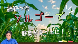 【土壌を改善する】緑肥作物ソルゴーを栽培 家庭菜園 【MAEDA FARM】 [upl. by Stolzer]