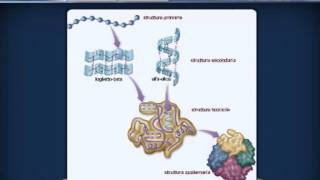 AMMINOACIDI E PROTEINE da Agorà Scienze Biomediche [upl. by Aneelak]