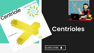 Centrioles l cell structure and function l XI biology [upl. by Irtimed]