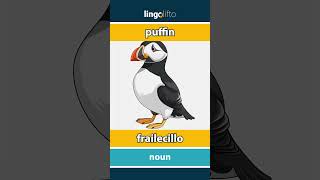 🇬🇧🇪🇸 puffin  frailecillo  vocabulary builder  learn English  aprendamos inglés [upl. by Darooge]