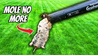 The BEST Way to Get Rid of a Mole in Your Yard 3 EASY Steps [upl. by Tania]