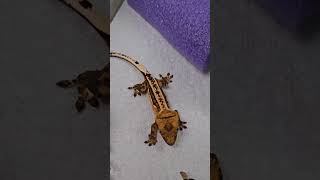 Crested Gecko Enrichment Weekly Bugs [upl. by Eslud]