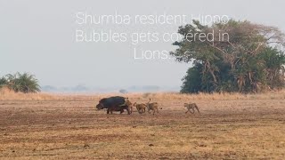 Lions Hunting Hippo Zambia  22 October 2024 [upl. by Sanborn]