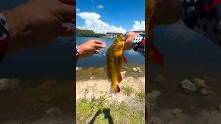 Peacock bass fishing Link to my lures im using is in my bio urbanfloridafishing fishing [upl. by Amador]