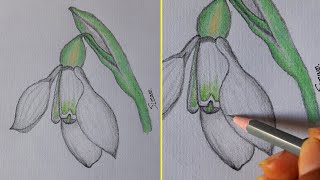 How to Draw a Snowdrop Flower step by step Pencil Colors Sinoun Drawing [upl. by Eissed384]