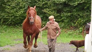 Rare Suffolk Punch draft horses to demonstrate skills in Dublin [upl. by Heidi]