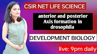 anterior posterior axis formation in drosophila development biology part2 [upl. by Joselyn357]