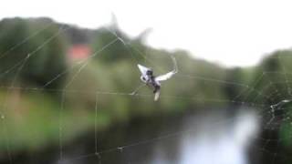 Gnitzen  biting midges Ceratopogonidae [upl. by Florina]