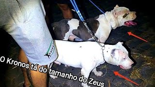 VBK e Pinheiro Bull Kennel levando pitbulls no cemitério mal assombrado  VBK [upl. by Githens326]