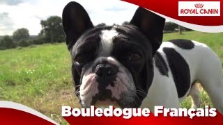 Bouledogue Français [upl. by Willner147]