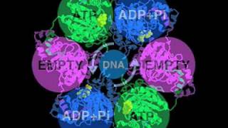 DNA helicase [upl. by Htebasil637]