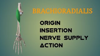 Brachioradialis Muscle  Origin  Insertion  Nerve Supply  Action  by Physiotrav [upl. by Lirpa]