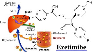 ezetimibe [upl. by Arihk]