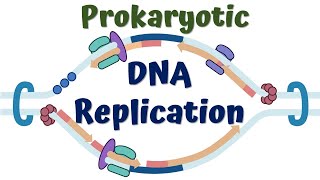 DNA replication in Prokaryotes [upl. by Jonell]