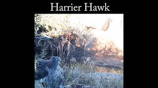 Harrier Hawk with kill hawk nature wildlife [upl. by Richma916]