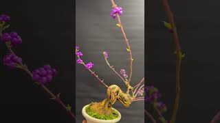 CALLICARPA JAPONICA CLL 16 [upl. by Ayikaz]