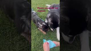 Our fur baby furbaby australianshepherd husky shortvideo trending viralvideo viralshorts [upl. by Lori811]